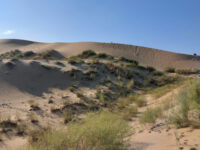 Sarykum Sand Dune Travel Forum Reviews
