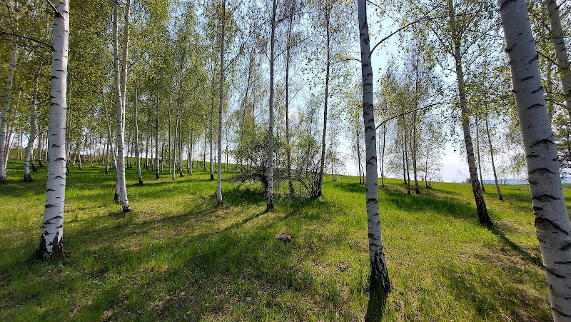 Scout Park