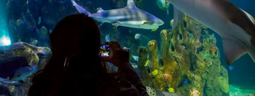 Sea Life Benalmádena Travel Forum Reviews