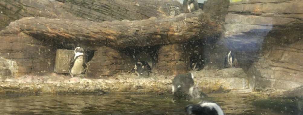 Sea Life Caverns Travel Forum Reviews