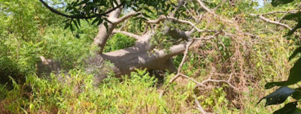 Senghore Tours Gambia Travel Forum Reviews