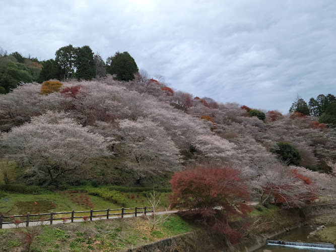 Senmi Shikizakura no Sato – Four Seasons Cherry Blossoms