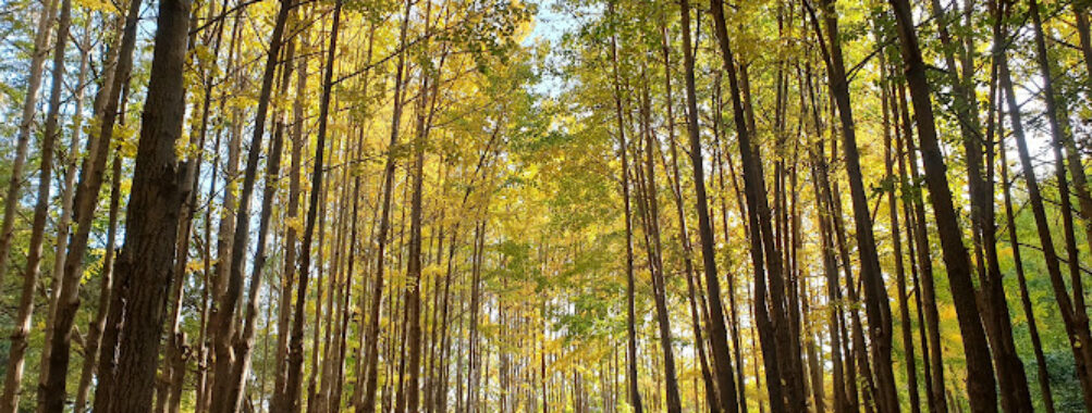 Seoul Forest Park Travel Forum Reviews