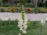 Shahnawaz park Travel Forum Reviews