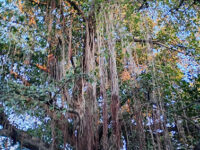 Shahsawar Park Travel Forum Reviews