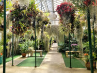 Shelldance Orchid Gardens Travel Forum Reviews
