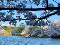 Shinobazuno Pond Travel Forum Reviews