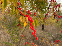 Shisanlingzhen Travel Forum Reviews
