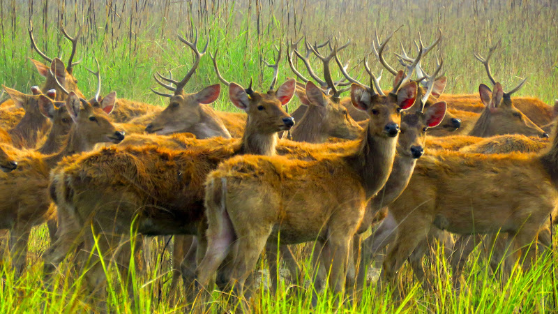 Shuklaphanta National Park