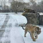 Siberia Tiger Park