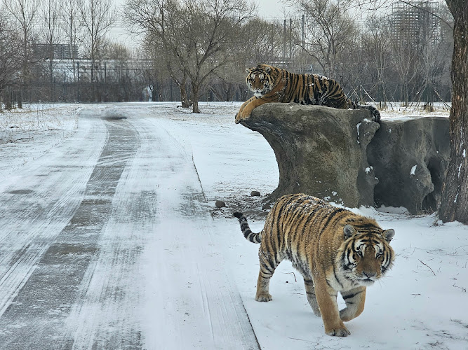 Siberia Tiger Park