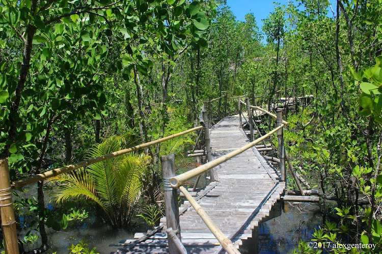 Silonay Mangrove and Eco Park