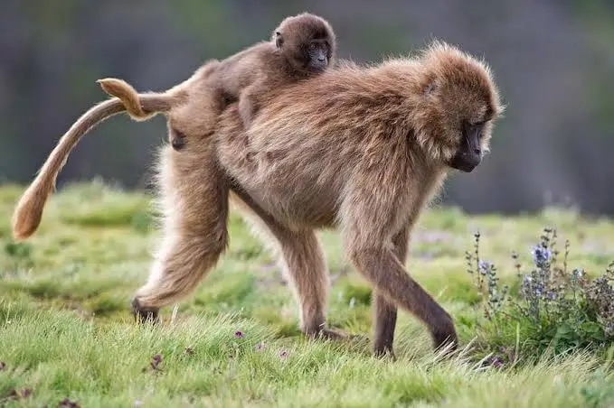 Simien Mountains Outstanding Nature Tours የስሜን ተራሮች አስደናቂ ተፈጥሮ አስጎብኝ