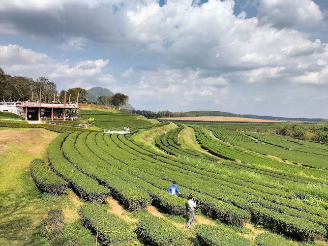 Singha Park Chiang Rai