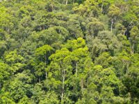 Sinharaja Forest Reserve Travel Forum Reviews