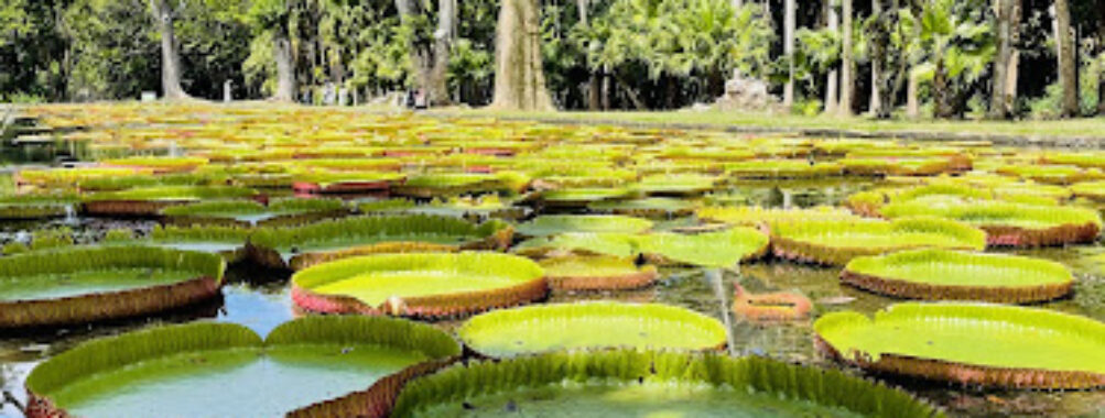 Sir Seewoosagur Ramgoolam Botanical Garden Travel Forum Reviews