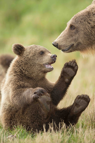 Skandinavisk Dyrepark