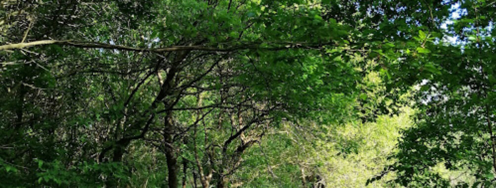 Smestow Valley Nature Park Travel Forum Reviews