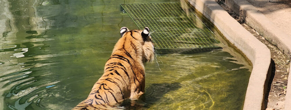 Smithsonian National Zoological Park Travel Forum Reviews