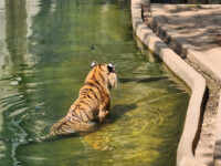 Smithsonian National Zoological Park Travel Forum Reviews