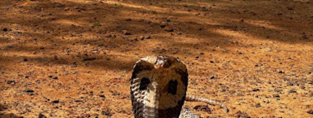 Snake Farm Weligama (Traditional Farm) Travel Forum Reviews