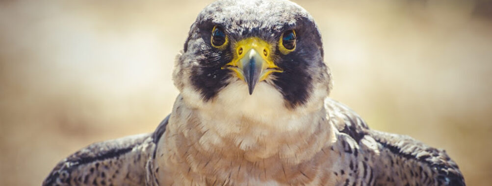 Souq Waqif Falcon Hospital Travel Forum Reviews