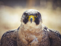 Souq Waqif Falcon Hospital Travel Forum Reviews