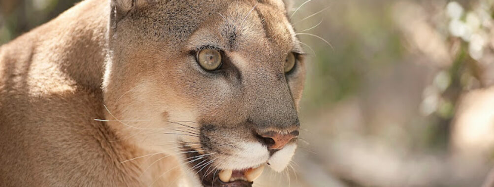 Southwest Wildlife Conservation Center Travel Forum Reviews