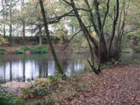 Springpool Wood Travel Forum Reviews