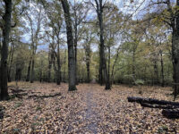 St Martin Woods Travel Forum Reviews