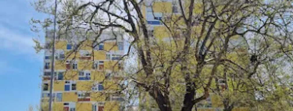 Stari platan (najstarije drvo u Podgorici) Travel Forum Reviews