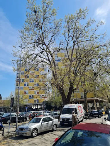 Stari platan (najstarije drvo u Podgorici)