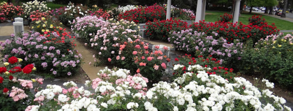 State Capitol Park World Peace Rose Garden Travel Forum Reviews