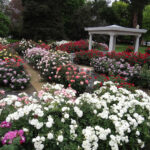 State Capitol Park World Peace Rose Garden