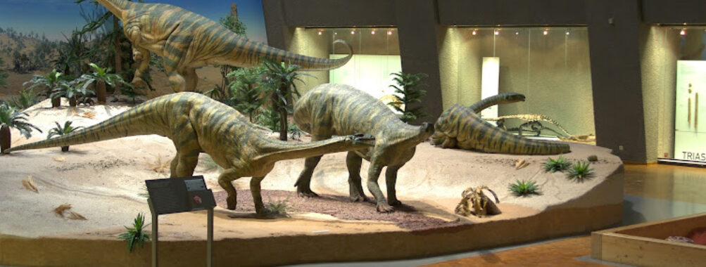 State Museum of Natural History Stuttgart Travel Forum Reviews