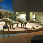 State Museum of Natural History Stuttgart