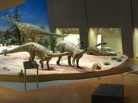 State Museum of Natural History Stuttgart Travel Forum Reviews