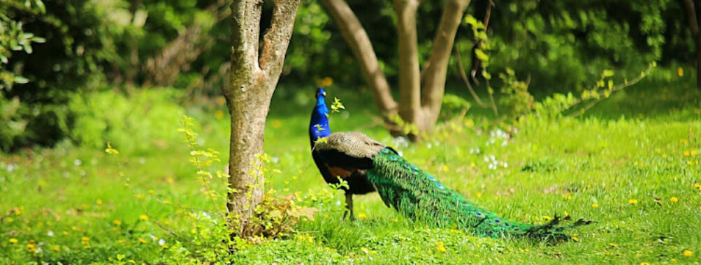 Staten Island Zoo Travel Forum Reviews