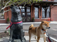 Statue Of Hachi Travel Forum Reviews