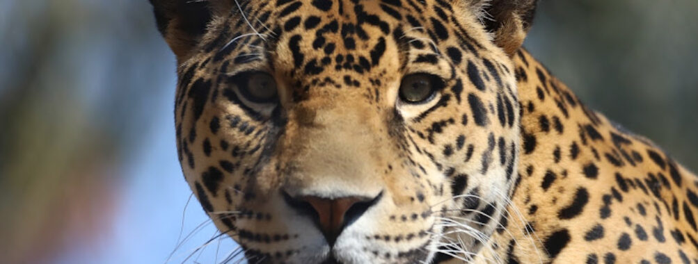 Stone Zoo Travel Forum Reviews