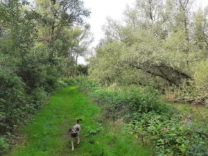 Stormpoldervloedbos