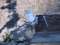 Stramazzo sul Fiume Reno Travel Forum Reviews