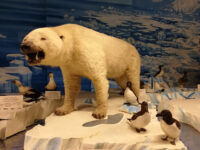 Strasbourg Zoological Museum Travel Forum Reviews
