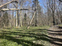 Strömsbergs Naturreservat Travel Forum Reviews
