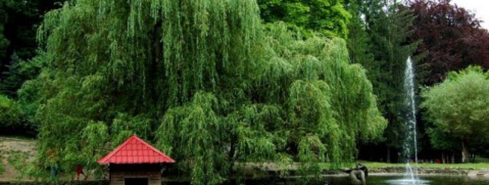 Stryiskyi Park Travel Forum Reviews