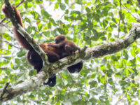 Sumak Allpa Tours Travel Forum Reviews
