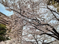 Sumiyoshi Park Travel Forum Reviews