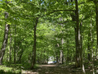 Summit Woods Travel Forum Reviews