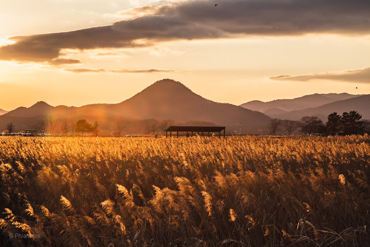 Suncheon Bay Reed Field