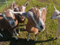 Sunnybrook Farm Museum Travel Forum Reviews